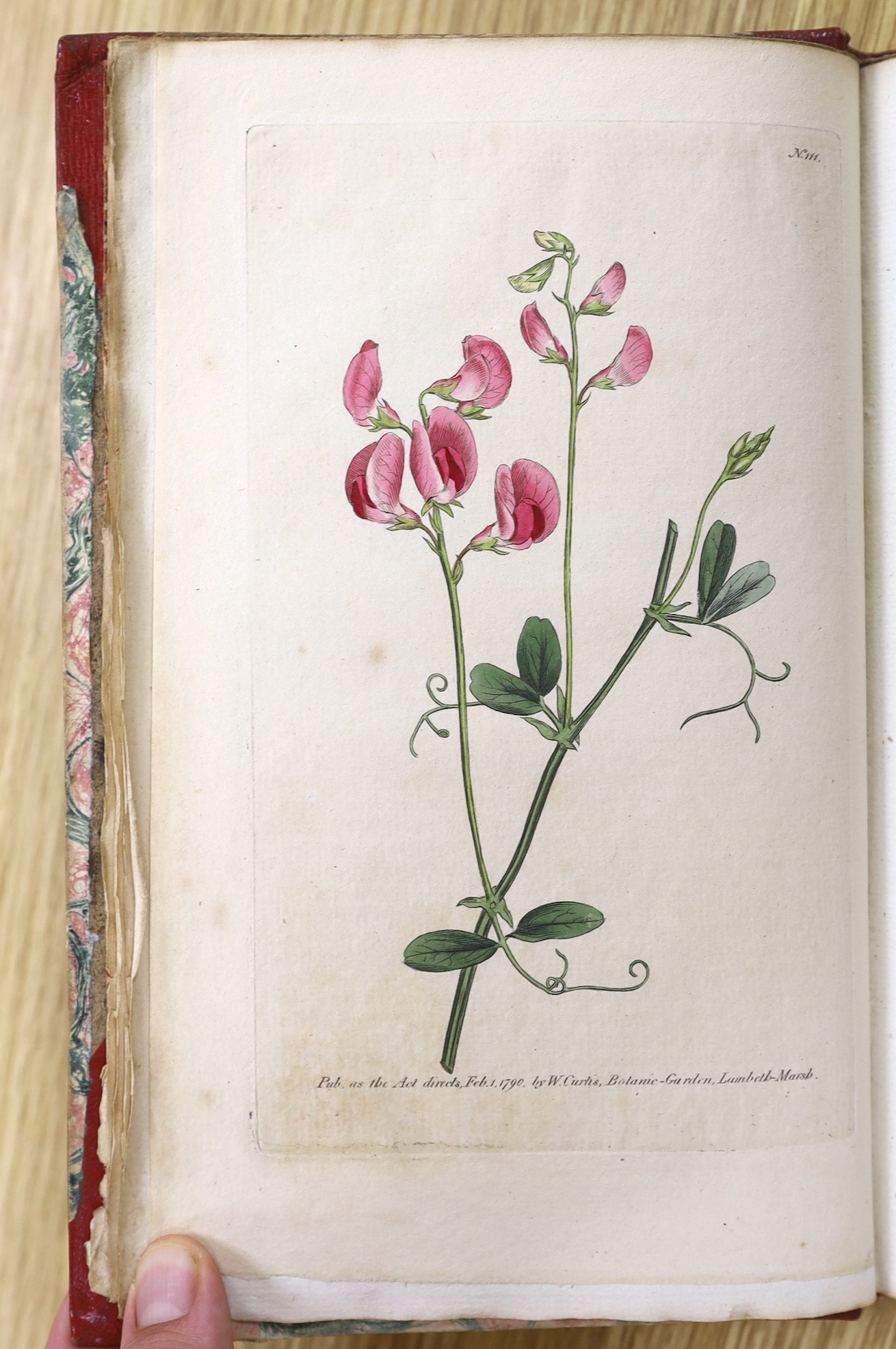 Curtis, William - A Botanical Magazine; or, Flower-Garden Displayed ... vols. IV, XI and XII (bound together), XIII and XV; New Series vol. VIII; Third Series vols. XII, XIV, XVI and XXIII. (10 vols).